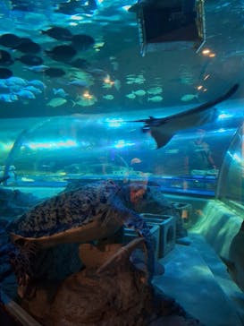しながわ水族館に投稿された画像（2024/10/19）