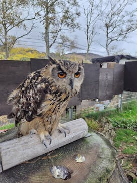 池の平ファミリーランドに投稿された画像（2024/10/19）