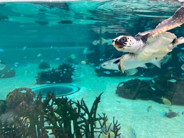 鴨川シーワールドに投稿された画像（2024/10/19）