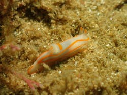 Diving Schoolテールアップ 福岡天神に投稿された画像（2024/10/19）