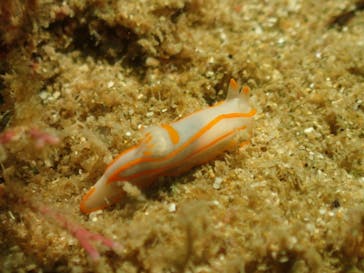 Diving Schoolテールアップ 福岡天神に投稿された画像（2024/10/19）