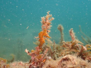 Diving Schoolテールアップ 福岡天神に投稿された画像（2024/10/19）