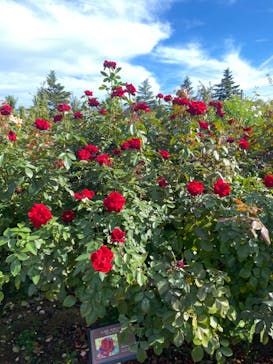 京成バラ園に投稿された画像（2024/10/19）