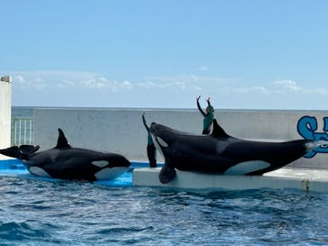 鴨川シーワールドに投稿された画像（2024/10/19）