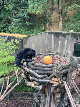 恩賜上野動物園に投稿された画像（2024/10/19）