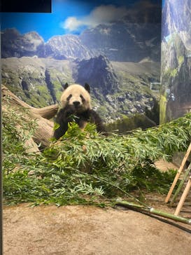 恩賜上野動物園に投稿された画像（2024/10/19）