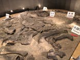 福井県立恐竜博物館に投稿された画像（2024/10/19）