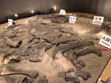 福井県立恐竜博物館に投稿された画像（2024/10/19）