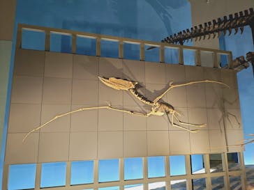 福井県立恐竜博物館に投稿された画像（2024/10/19）