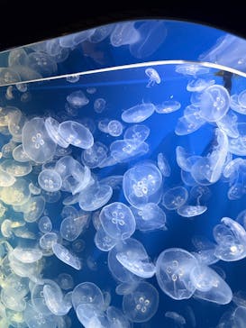 鴨川シーワールドに投稿された画像（2024/10/19）