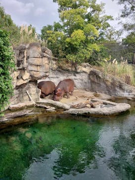 天王寺動物園に投稿された画像（2024/10/19）