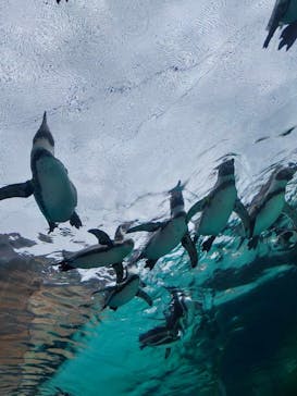 天王寺動物園に投稿された画像（2024/10/19）