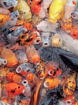 上越市立水族博物館 うみがたりに投稿された画像（2024/10/19）