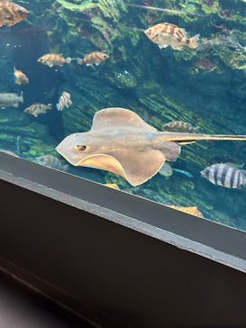 上越市立水族博物館 うみがたりに投稿された画像（2024/10/19）