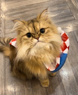 猫カフェモカ　渋谷公園通り店に投稿された画像（2024/10/19）