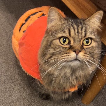 猫カフェモカ　渋谷公園通り店に投稿された画像（2024/10/19）