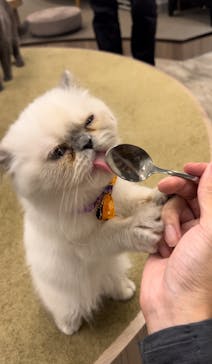 猫カフェモカ　渋谷公園通り店に投稿された画像（2024/10/19）