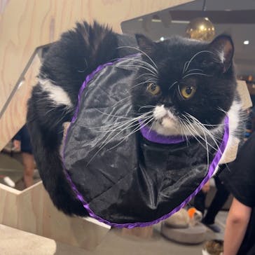 猫カフェモカ　渋谷公園通り店に投稿された画像（2024/10/19）