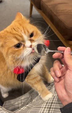 猫カフェモカ　渋谷公園通り店に投稿された画像（2024/10/19）