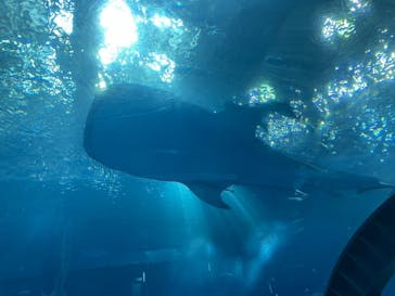 沖縄美ら海水族館に投稿された画像（2024/10/19）