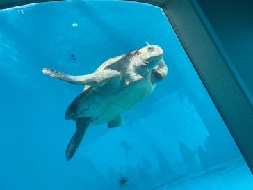 沖縄美ら海水族館に投稿された画像（2024/10/19）