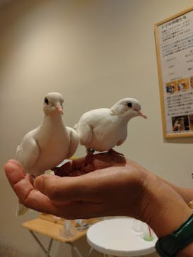 Moff animal cafe MARKIS 福岡ももち店に投稿された画像（2024/10/19）