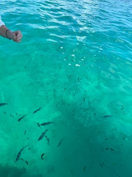 青の洞窟専門店　沖縄ダイビングショップ和に投稿された画像（2024/10/19）