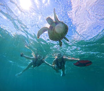 COCO宮古島に投稿された画像（2024/10/19）