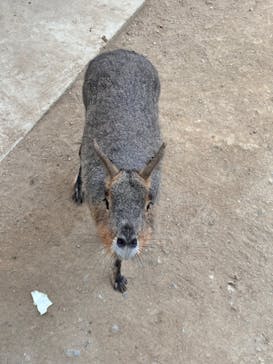 しろとり動物園に投稿された画像（2024/10/19）
