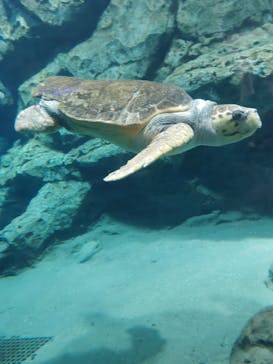 名古屋港水族館に投稿された画像（2024/10/19）