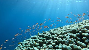 西表島 ADVENTURE PiPi（アドベンチャーピピ）に投稿された画像（2024/10/19）