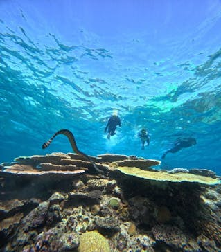 西表島 ADVENTURE PiPi（アドベンチャーピピ）に投稿された画像（2024/10/19）