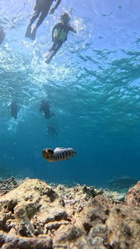 西表島 ADVENTURE PiPi（アドベンチャーピピ）に投稿された画像（2024/10/19）