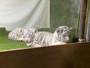 伊豆アニマルキングダムに投稿された画像（2024/10/19）