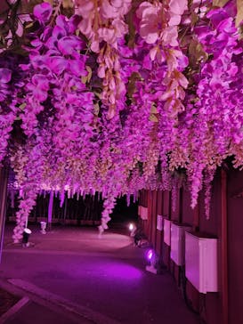 東京メガイルミに投稿された画像（2024/10/19）