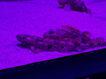 サンシャイン水族館に投稿された画像（2024/10/19）