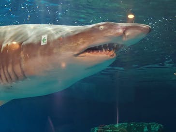 しながわ水族館に投稿された画像（2024/10/19）