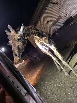 那須サファリパークに投稿された画像（2024/10/19）