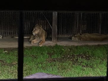 那須サファリパークに投稿された画像（2024/10/19）