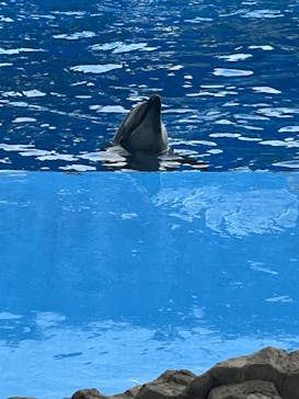 名古屋港水族館に投稿された画像（2024/10/19）