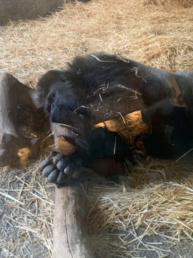 恩賜上野動物園に投稿された画像（2024/10/20）