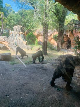 恩賜上野動物園に投稿された画像（2024/10/20）