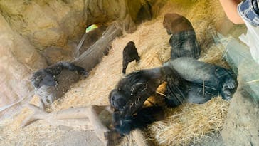 恩賜上野動物園に投稿された画像（2024/10/20）
