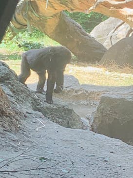 恩賜上野動物園に投稿された画像（2024/10/20）