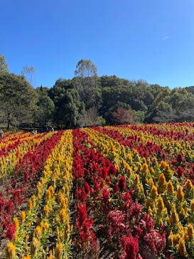 ぎふワールド・ローズガーデンに投稿された画像（2024/10/20）