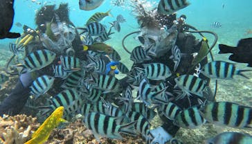 青の洞窟専門店　沖縄ダイビングショップ和に投稿された画像（2024/10/20）