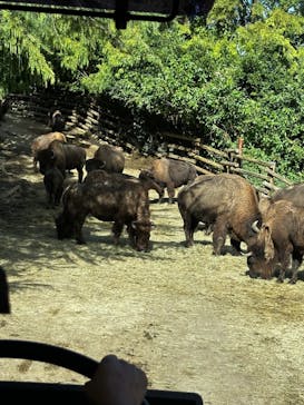 群馬サファリパークに投稿された画像（2024/10/20）