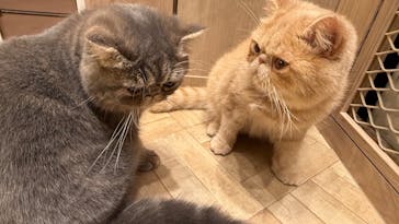 猫カフェモカ　イオンモール羽生店に投稿された画像（2024/10/20）