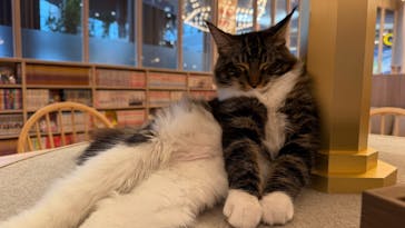 猫カフェモカ　イオンモール羽生店に投稿された画像（2024/10/20）