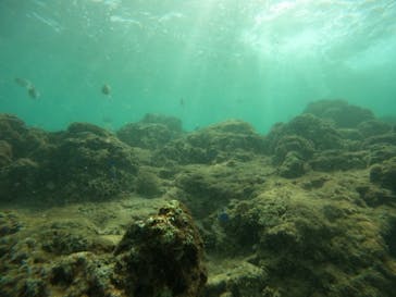 武藤潜水に投稿された画像（2024/10/20）